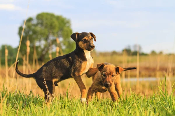 Söta valpar spelas i grönt gräs — Stockfoto