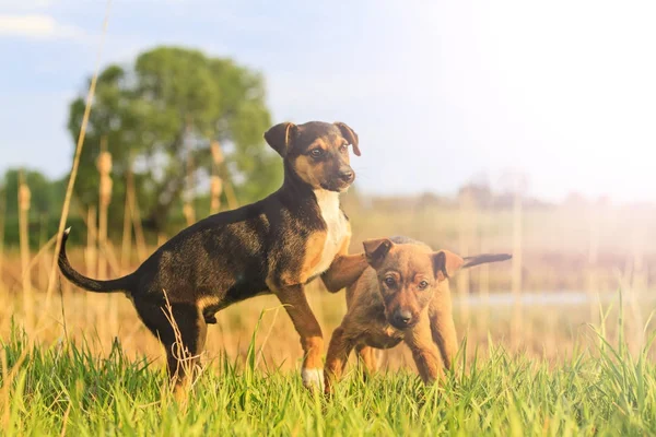 かわいい子犬がホット スポットの日当たりの良い緑の芝生の再生します。 — ストック写真