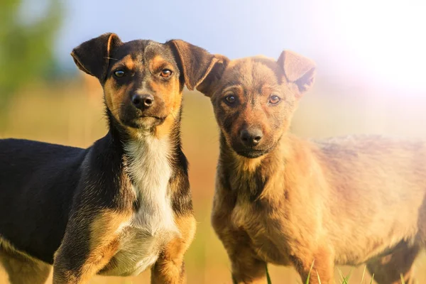 Cachorros divertidos con ojos inteligentes, dos con punto caliente soleado — Foto de Stock