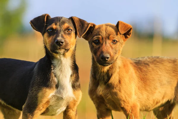 Cachorros divertidos con ojos inteligentes, dos — Foto de Stock