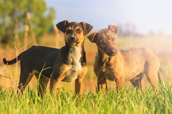 Cachorros con ojos alegres en medio de la hierba verde con punto caliente soleado — Foto de Stock