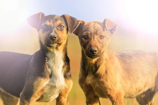 Dos cachorros con ojos alegres a la luz del sol — Foto de Stock