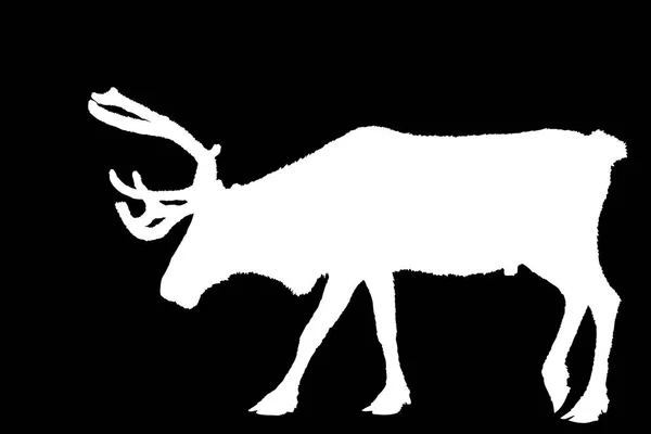 Venado de Navidad blanco sobre negro — Foto de Stock