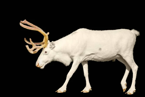 White deer is isolated on a black background — Stock Photo, Image