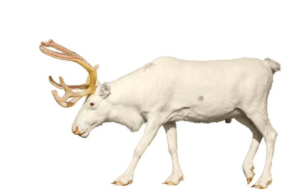 Bílá sváteční jelen izolované na bílém — Stock fotografie
