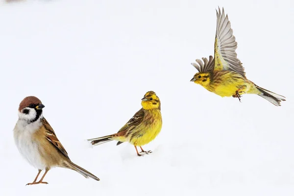 Jsou ptáci v zimě na sněhu — Stock fotografie