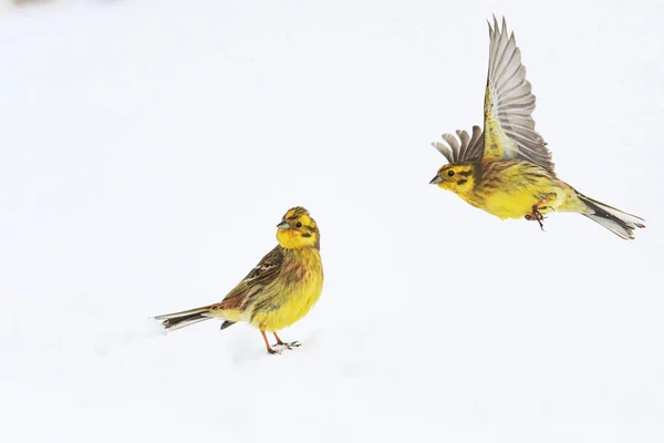 Zwei gelbe Vögel auf Schneeameise — Stockfoto