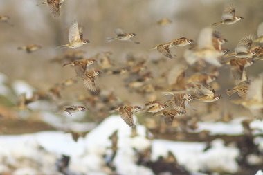 Kışın karlı bir manzara içinde Kuşlar uçar
