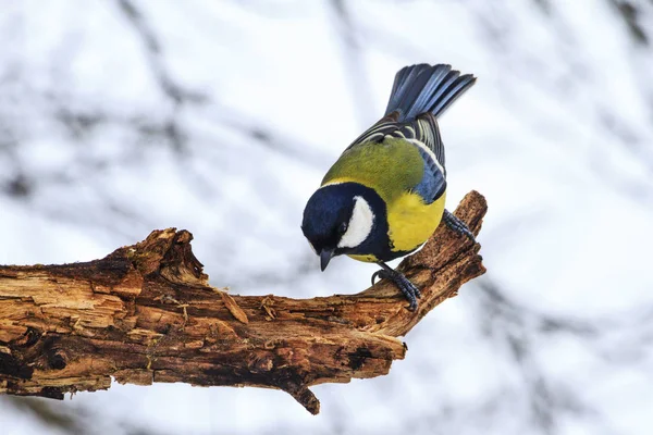 Vogel sitzt auf einem trockenen Baumstumpf — Stockfoto