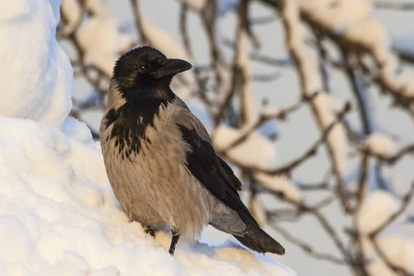 Cuervos grises están en medio de la nieve profunda —  Fotos de Stock