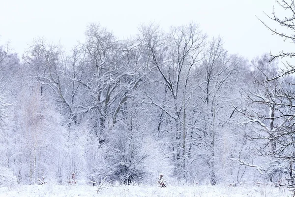 Лес, покрытый снегом — стоковое фото