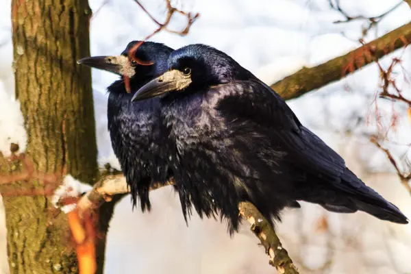 Par de pássaros negros no inverno sentar-se no ramo — Fotografia de Stock