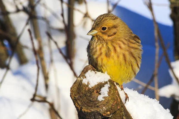 small yellow bird in the snowy landscape