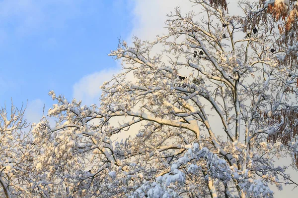 Snow-covered acacia and birds on branches — Stock Photo, Image