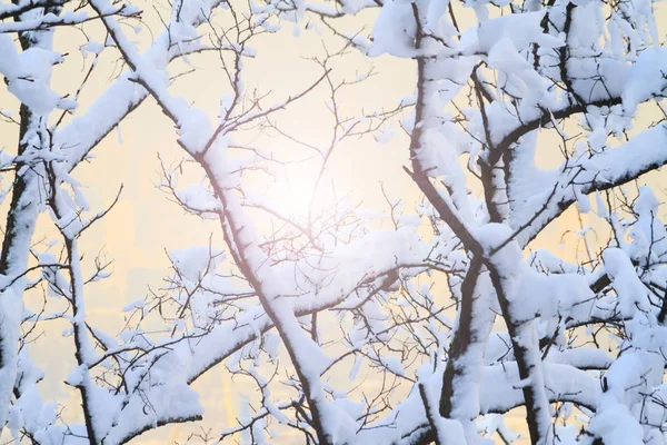 Árboles están cubiertos de nieve con punto caliente soleado —  Fotos de Stock
