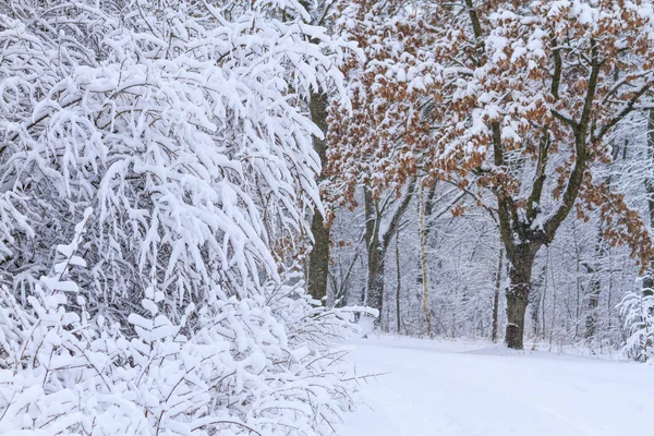 Деревья покрыты большим слоем снега — стоковое фото