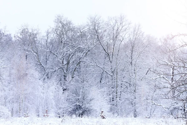 Дикий лес, покрытый снегом с солнечной горячей точкой — стоковое фото