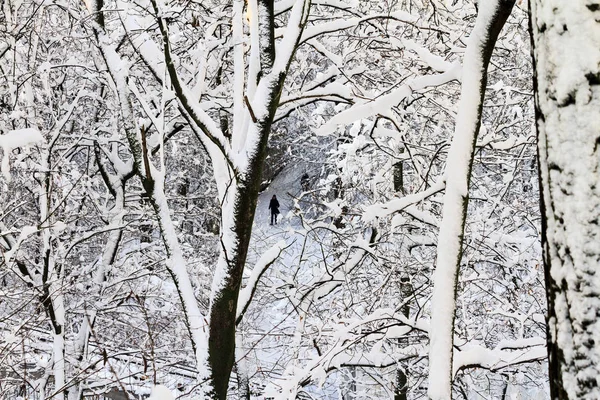 Зимний городской парк покрыт снегом — стоковое фото