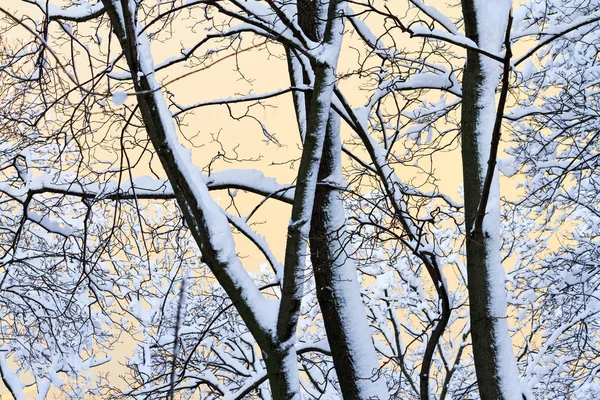 Mgła zima żółty i drzewa są pokryte śniegiem — Zdjęcie stockowe