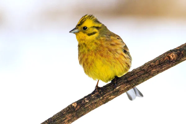 Pájaro amarillo en la rama del corazón de la nieve — Foto de Stock