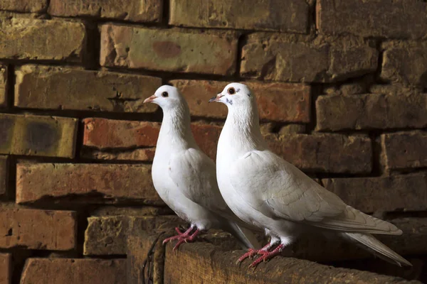 Para Białych Gołębi Siedzi Ruiny Cegły Symbol Pokoju Biały Ptak — Zdjęcie stockowe