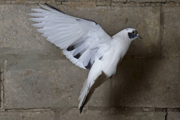 Colombe Postale Volant Sur Fond Mur Briques Symbole Paix Oiseau — Photo