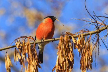 şakrak kuşu yeme akçaağaç tohumu, yaban hayatı, kış dönemi dalı