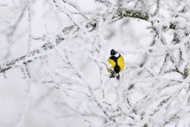 Orman şarkı kuş kış orman, yaban hayatı, kış dönemi