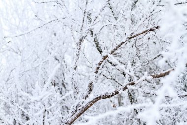 ağaçlar frost, yaban hayatı, kış dönemi geniş bir tabaka ile kaplı