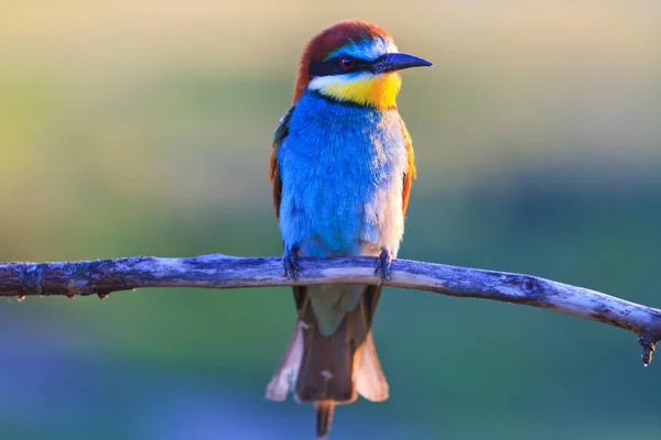 Красивая Птица Сидящая Сухой Ветке Необычные Птицы Уникальные Рамки — стоковое фото