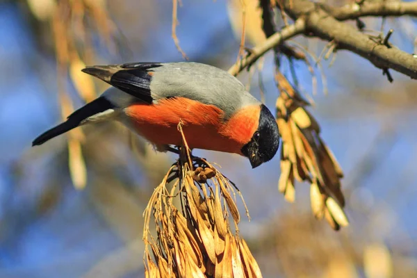 Bullfinch Survive Winter Eating Maple Seed Wildlife Winter Period — Stock Photo, Image