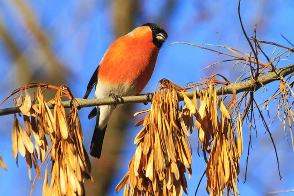 Pássaro Vermelho Natal Ramo Vida Selvagem Período Inverno — Fotografia de Stock