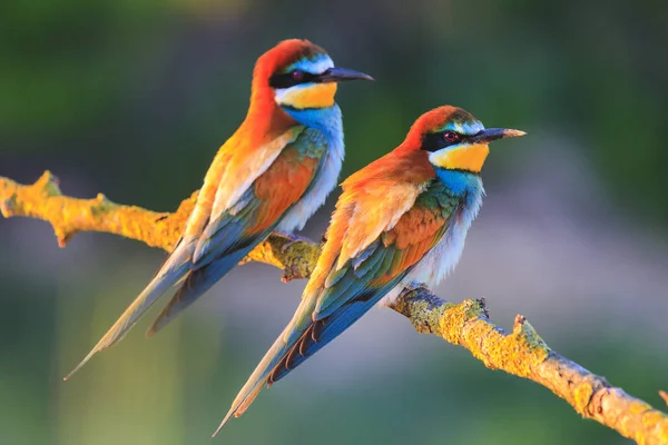 Pájaros Colores Los Rayos Del Sol Pájaros Inusuales Marcos Únicos —  Fotos de Stock