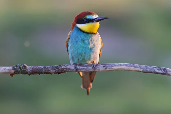 exotic bird sitting on a dry branch , unusual birds, unique frames