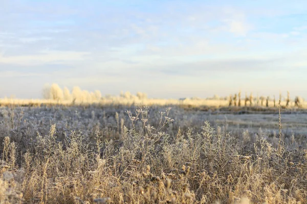 field is covered by frost in the east sun , wildlife, winter period