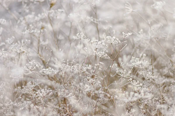 Textura Delicada Inverno Rendas Naturais Vida Selvagem Período Inverno — Fotografia de Stock