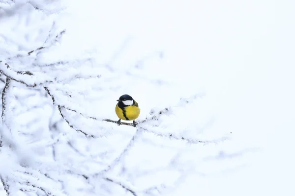 Waldvogel Sitzt Einem Frostigen Morgen Auf Einem Ast Wildtiere Winterzeit — Stockfoto