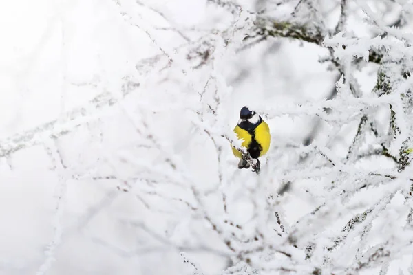 Лесная Птица Зимнем Лесу Солнечной Горячей Точкой Дикая Природа Зимний — стоковое фото