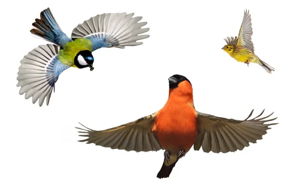 在花园 冬季假期 鸟类和创造力越冬的鸟类集 — 图库照片