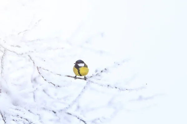 Peitos Manhã Dia Ensolarado Vida Selvagem Período Inverno — Fotografia de Stock