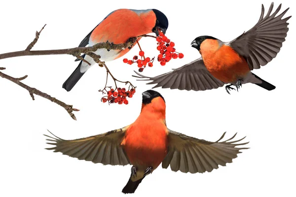 Tres Pájaros Rojos Bayas Rojas Sobre Fondo Blanco Vacaciones Invierno —  Fotos de Stock