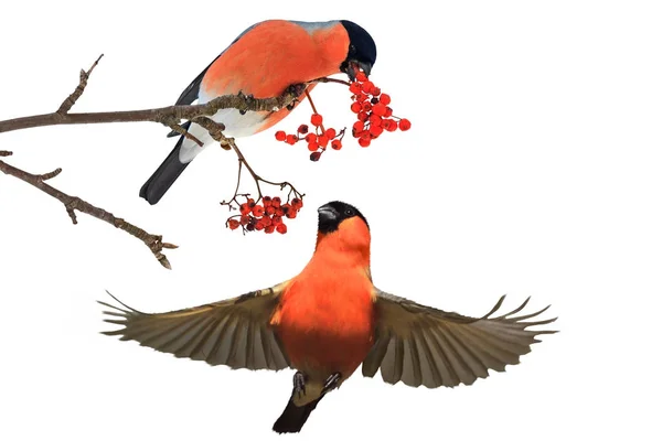 Şakrak Kuşu Yeme Kırmızı Meyveler Kış Tatili Kuşlar Yaratıcılık — Stok fotoğraf