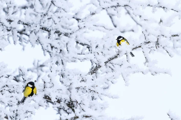 Två Gula Fåglar Bland Vita Vinter Grenar Vilda Djur Vinter — Stockfoto