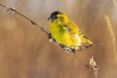 sarı tüylü kuş ince dal üzerinde yaban hayatı, kuşlar kışın oturur