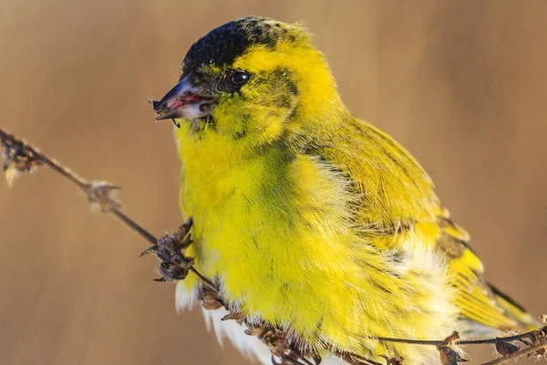 Vogel Mit Gelben Federn Winterporträt Tierwelt Überwinterungsvögel — Stockfoto