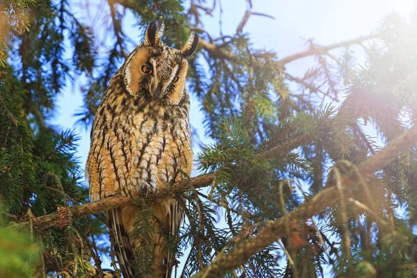 Pássaro Predatório Senta Entre Ramos Abeto Vida Selvagem Aves Wintering — Fotografia de Stock