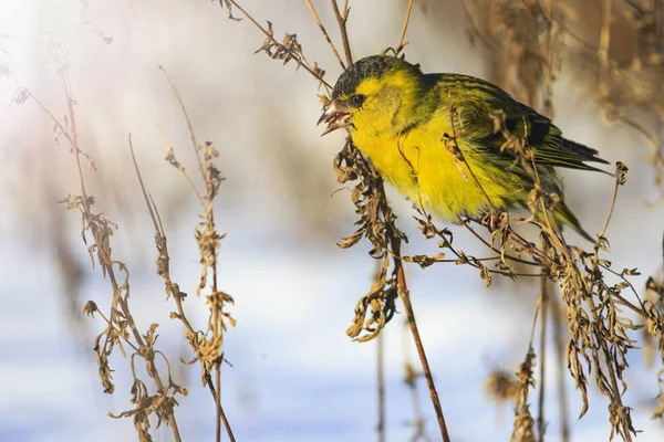 Siskin Survit Hiver Mangeant Des Graines Avec Hotspot Ensoleillé Faune — Photo