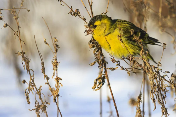 Siskin Sobrevive Invierno Comiendo Semillas Vida Silvestre Aves Invernantes — Foto de Stock