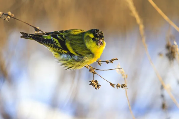 Pequeño Pájaro Sobrevive Invierno Vida Silvestre Aves Invernantes — Foto de Stock