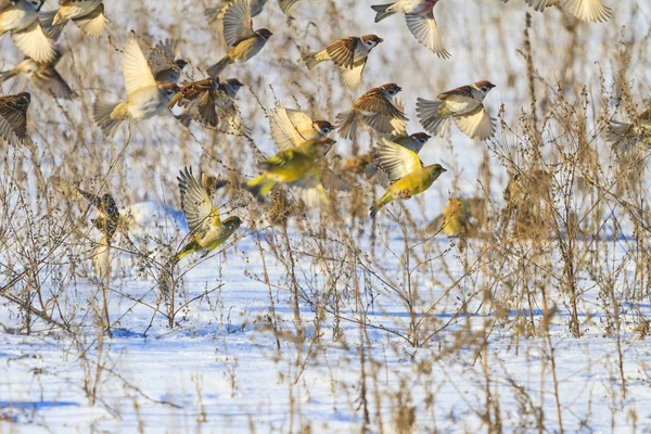 wintering singing birds fly away from the snow, wildlife, wintering birds